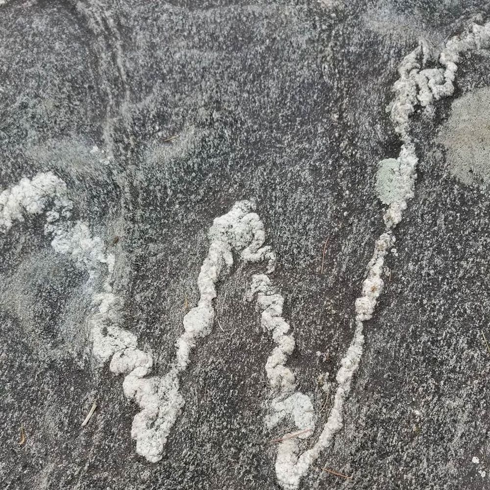 Meet your Posher, Chad